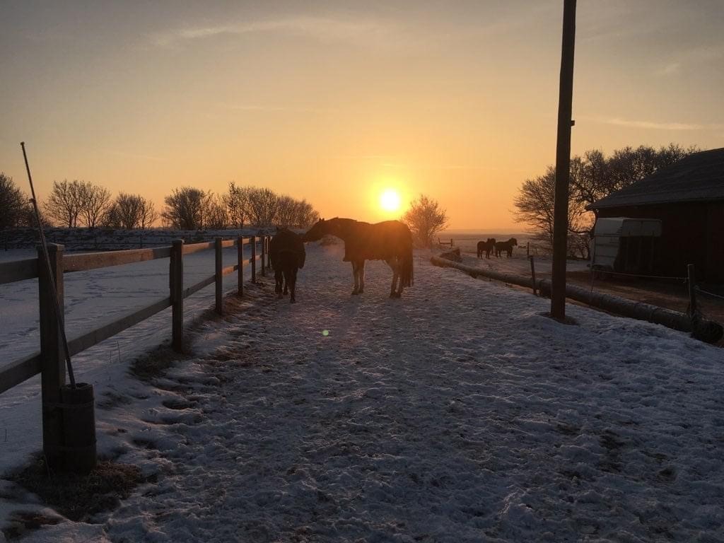 Heste vinter ORKK